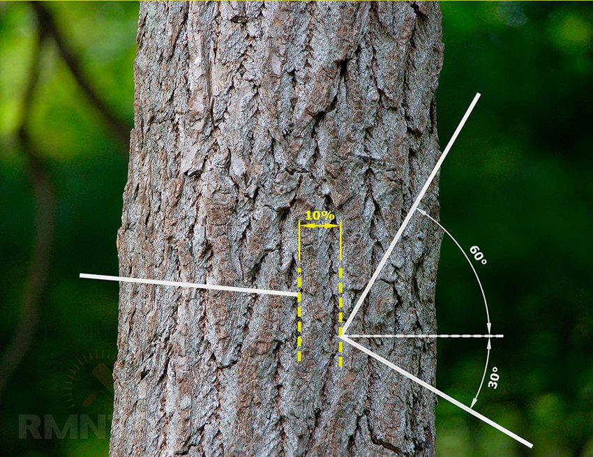 Как спилить дерево, чтобы оно упало в нужном направлении: инструкция с фото и видео