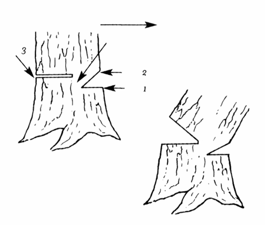 Спиливание деревьев: пошаговая инструкция