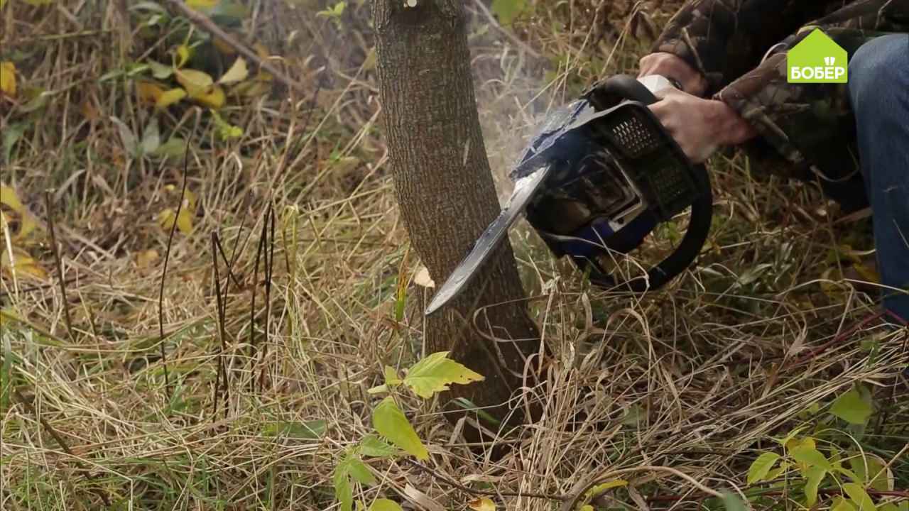 Как правильно спилить и повалить дерево