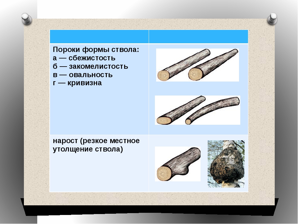 Пороки древесины: виды, гост, влияние на качество
