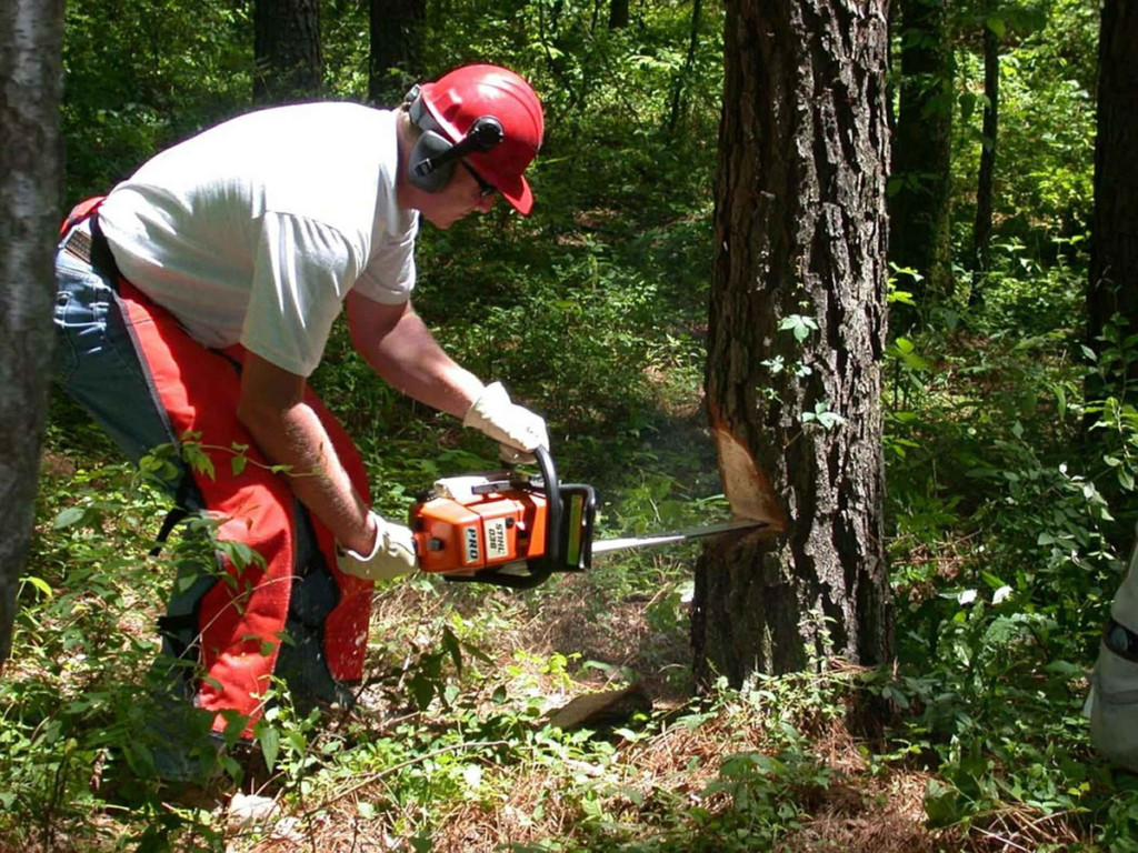 Как спилить аварийное дерево самостоятельно или с помощью госслужб: куда обращаться, стоимость, штрафы