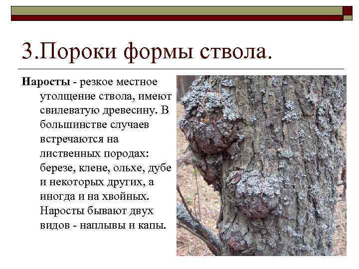 Пороки древесины: виды, гост, влияние на качество