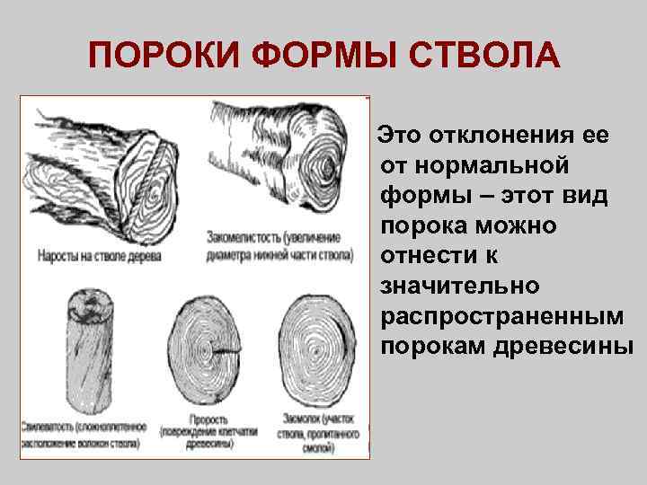 Виды пороков древесины и их влияние на качество пиломатериалов