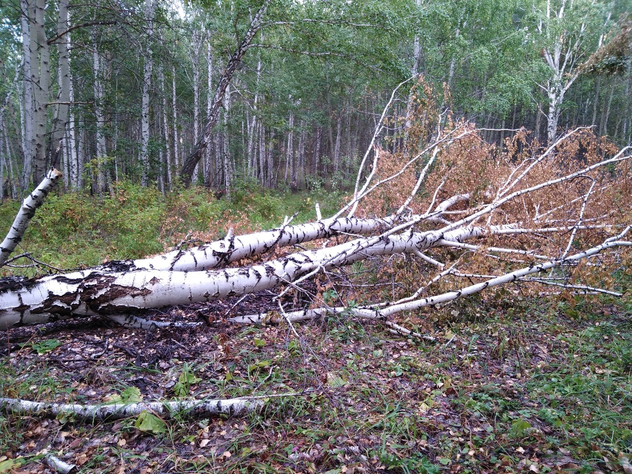 Какие штрафы предусмотрены за незаконную вырубку деревьев в лесу