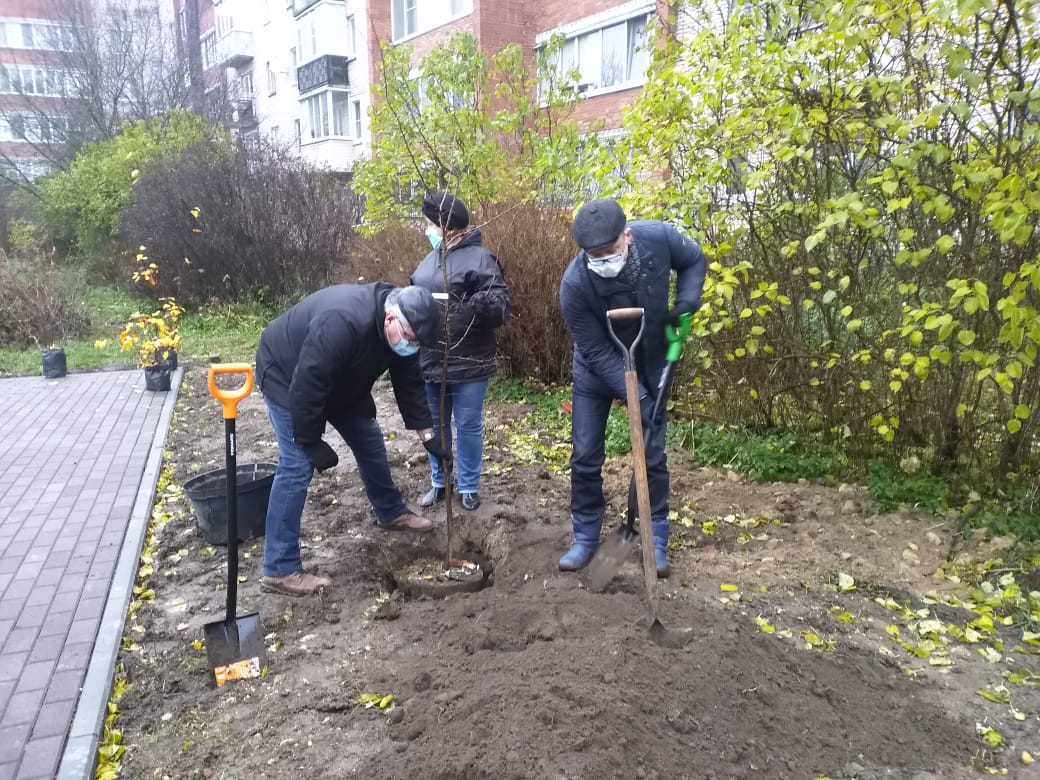 Куда жаловаться, если спилили деревья без разрешения на вашем участке или во дворе, если это были соседи, электрики или незнакомцы, и что за это грозит?
