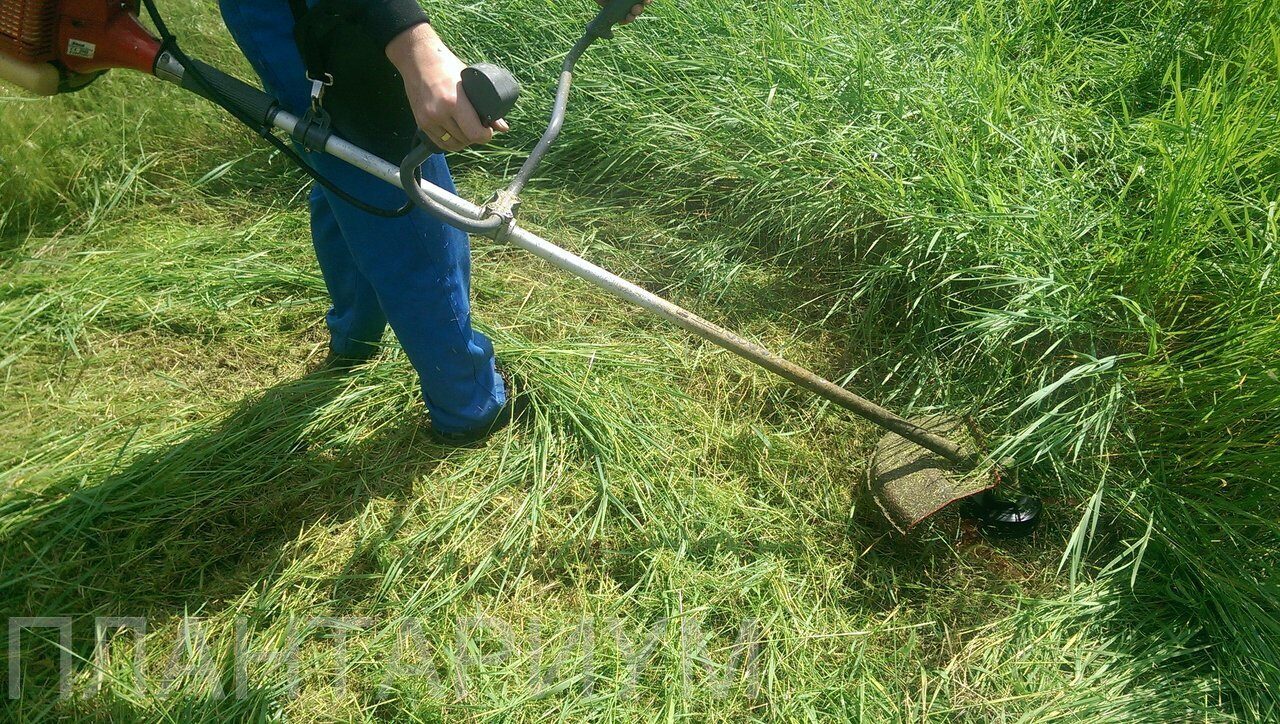 Как правильно стричь газон газонокосилкой: можно ли косить мокрую или высокую траву