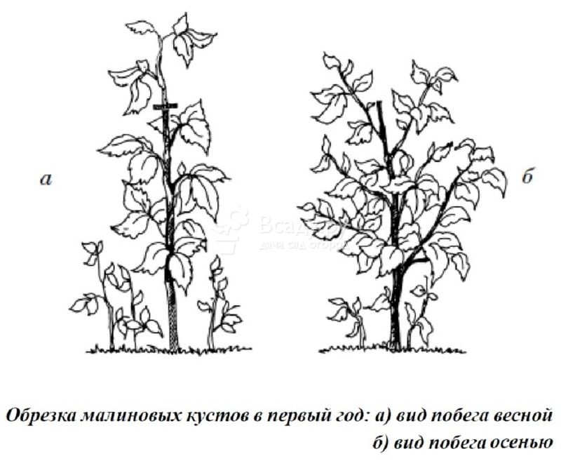 Малина дерево фото сортов штамбовая малина выращивание и обрезка малиновое дерево размножение