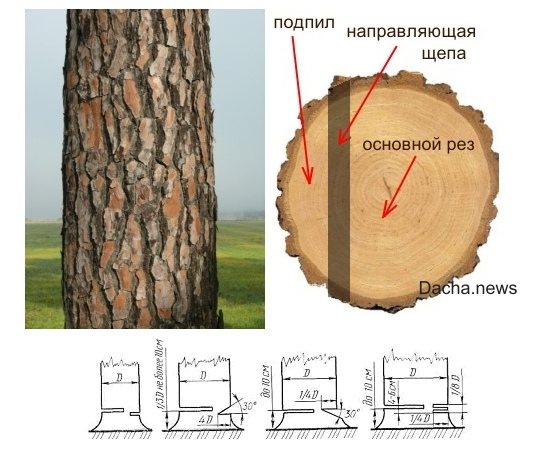 8 методов спилить дерево.