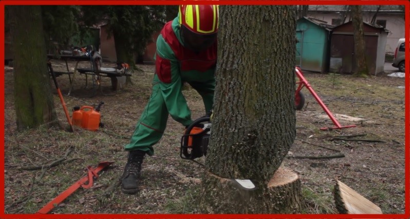 Как безопасно и правильно спилить дерево бензопилой