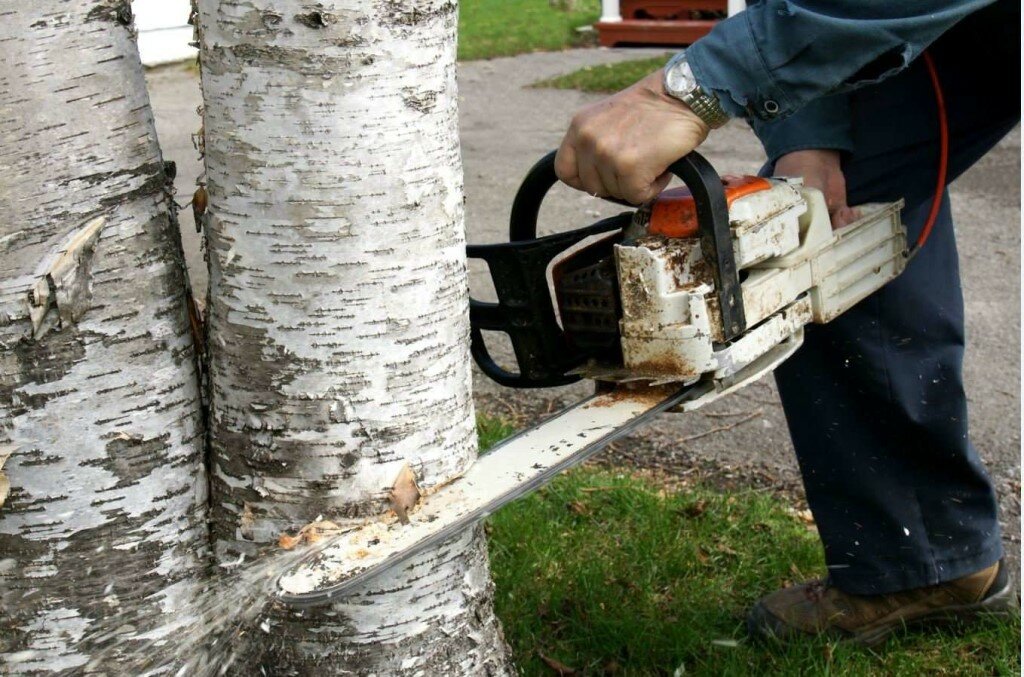 Спилить дерево на своем земельном участке - закон о вырубке деревьев