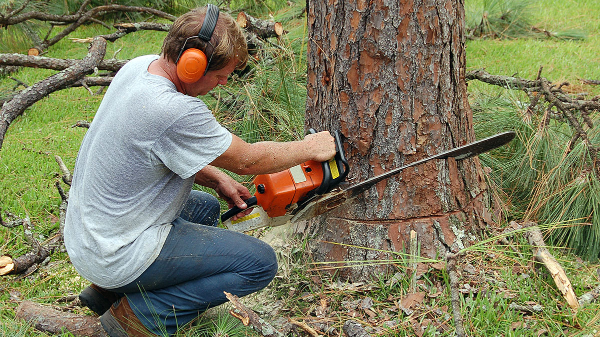 Как спилить и повалить дерево вручную: инструменты, последовательность работы, правила валки, техника безопасности, проведение работ вблизи домов