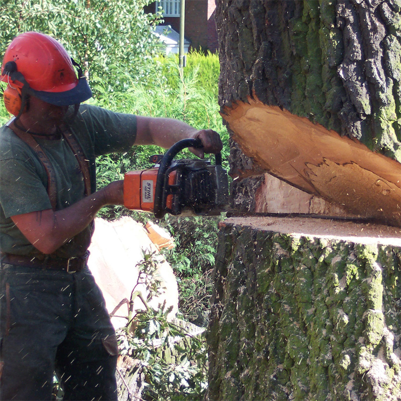 Как сделать спил дерева своими руками: советы мастера - handskill.ru