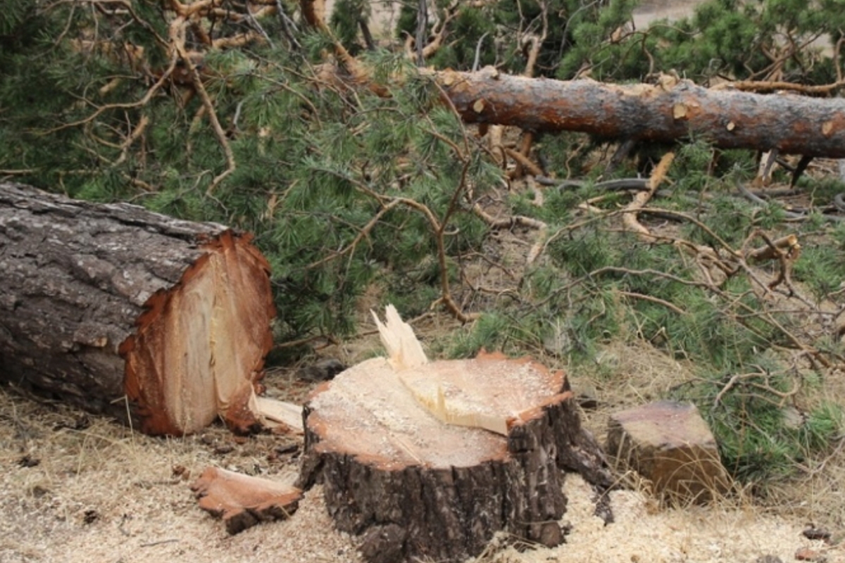 Можно ли вырубать деревья на своем собственном участке