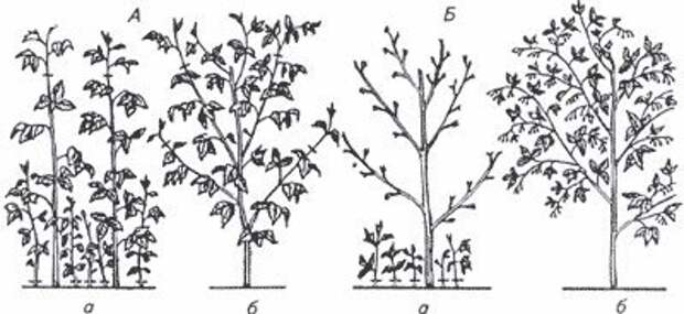 Посадка четырех лучших сортов малинового дерева