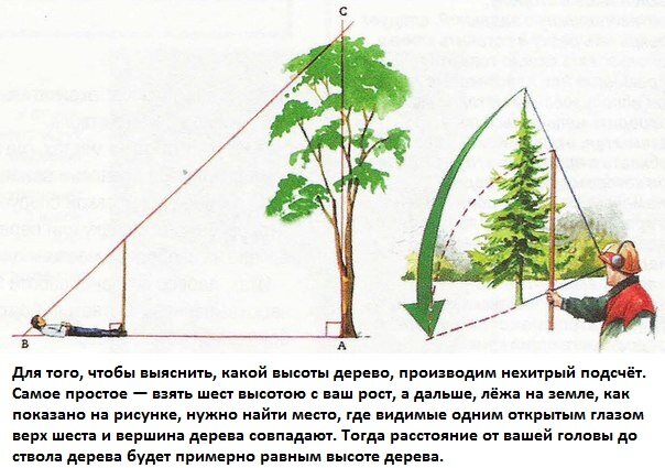 Можно валить дерево сухое без разрешения | fz-127.ru